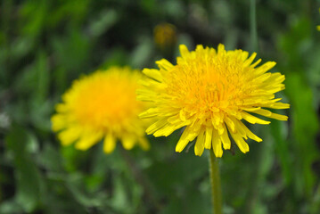 yellow dandelion flower