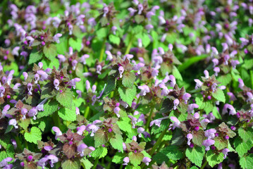 purple flowers background