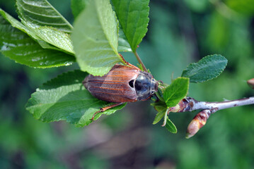 a bug on the leaf