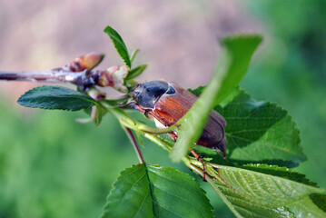 bug on the green branch