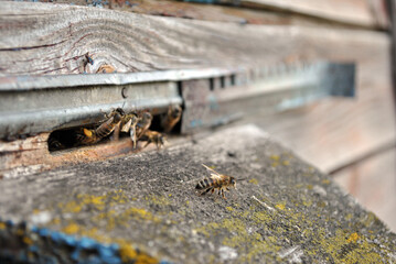 bees in the hive