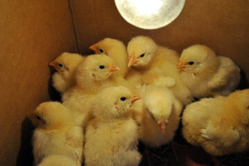 small yellow chicken