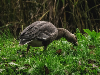 A wild migratory young white-fronted goose eats grass