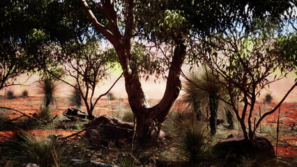 Fototapeta premium Sunlight filters through the branches of native trees in a desert landscape. The soil is rich with reddish hues, while grasses and shrubs thrive among rocky formations in the background.