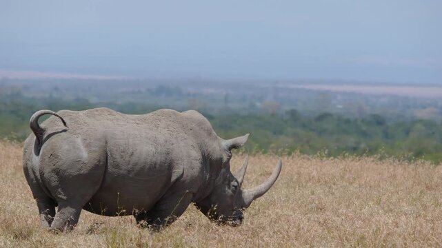 Black rhino defecates on dry grass then kicks soil with hind legs to cover dung in open savanna of Ol Pejeta Conservancy Kenya.