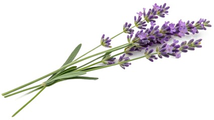 Naklejka premium Fresh Lavender Flowers Bundle on White 