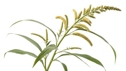 Kodo Millet Plant &ndash; Paspalum scrobiculatum Single Plant with Branching Seed Heads on White Background