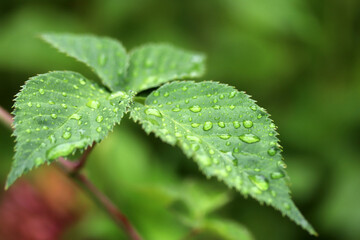 water drops on green leaves