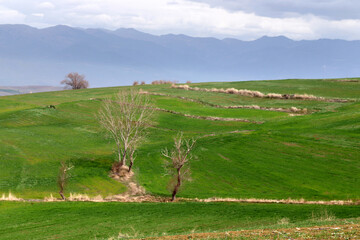 cultivated agricultural lands in spring