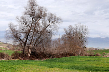 cultivated agricultural lands in spring