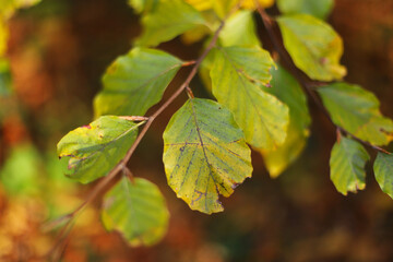 Autumn leaves on a tree