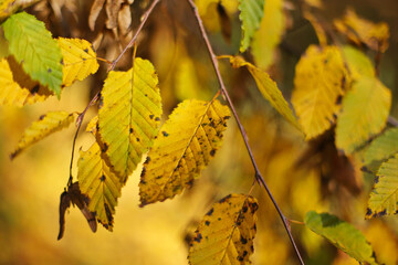 Autumn leaves on a tree