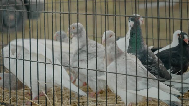 In a bustling bird market, a group of pigeons is seen in a cage. Bright colors and lively sounds create a vibrant atmosphere in this lively setting.