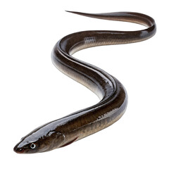 Obraz premium snake on white background