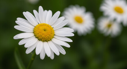 Obraz premium Beautiful daisy flowers blooming in a green field, captured with shallow depth of field and natural sunlight.