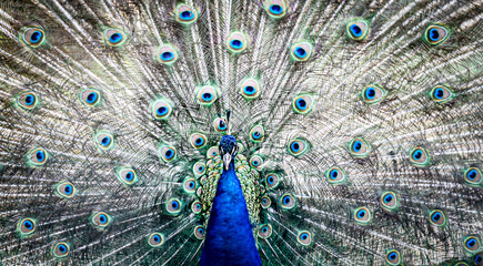 Obraz premium Peacock with beautiful feathers and dancing.