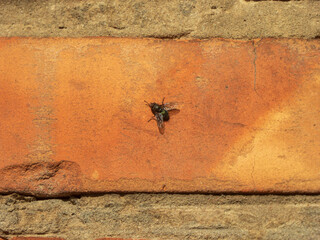 Macro Photo of Fly on Orange Brick