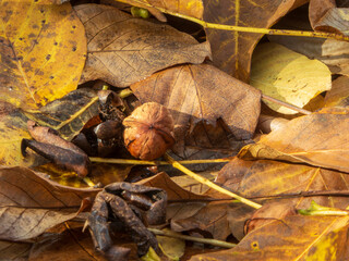 Walnut Resting on Pile of Golden Autumn Leaves