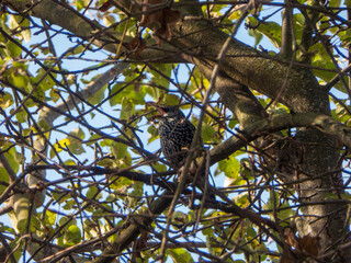 Starling Bird Perched Singing Loudly in Tree