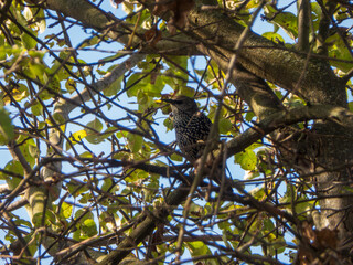 Starling Bird Perched Singing Loudly in Tree