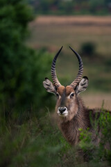 Male Waterbuck Standing in Green Bushland