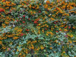 scarlet firethorn berries