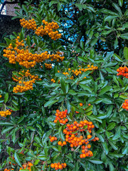 scarlet firethorn berries