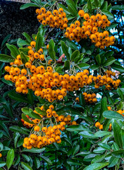 scarlet firethorn berries