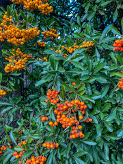 scarlet firethorn berries