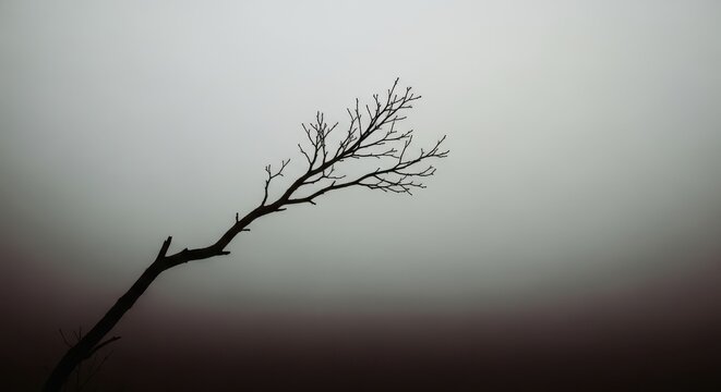 A bare, silhouetted tree branch extends into a hazy, muted gray sky, evoking a sense of winter, solitude, and minimalist beauty