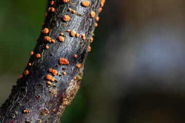 Coral Spot Fungus on a dead branch, in February, United Kingdom