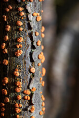 Coral Spot Fungus on a dead branch, in February, United Kingdom