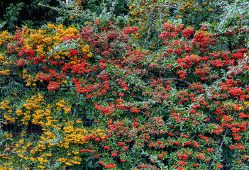 scarlet firethorn berries
