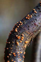 Coral Spot Fungus on a dead branch, in February, United Kingdom