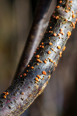 Coral Spot Fungus on a dead branch, in February, United Kingdom