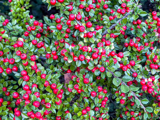 Fototapeta premium scarlet firethorn berries