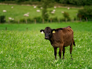 Brown calf stands in a grassy field on a sunny day in West Cork, Ireland.