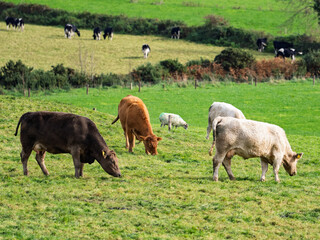 Several cows of varying colors graze together in a bright green field. More cows are seen grazing in the background in this open farmland scene in West Cork.