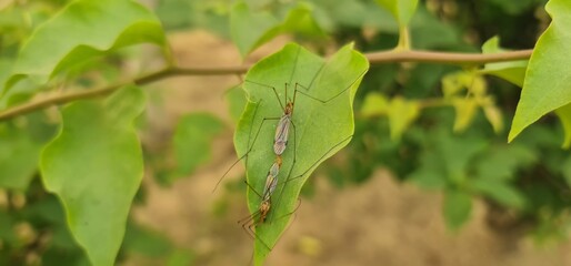 Insect Reproduction Scene: Two Crane Flies Mating on Leaf Surface