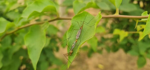 Insect Reproduction Scene: Two Crane Flies Mating on Leaf Surface