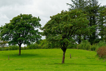 Lush green field with two trees in rural West Cork, Ireland, under a cloudy sky during the day.