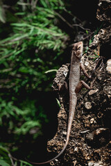 lizard on a tree