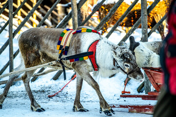 Reindeer from Finland, Christmas season. 