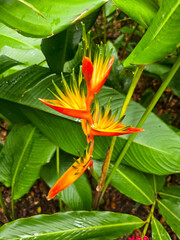 Obraz premium exotic tropical flower