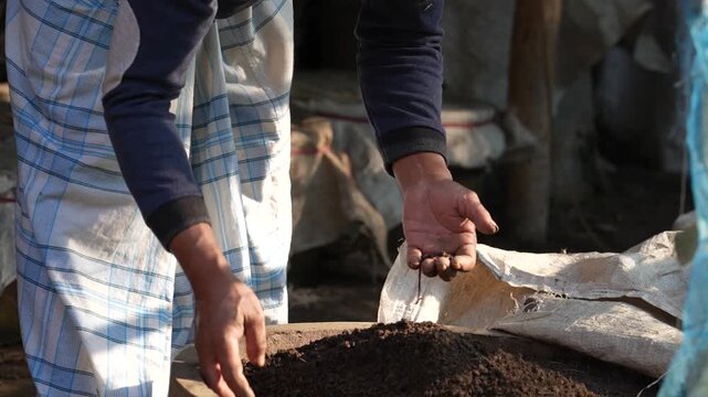 Vermicompost Farmer Inspecting Earthworms in Rural ,october 2, 2025 Bogura, Bangladesh