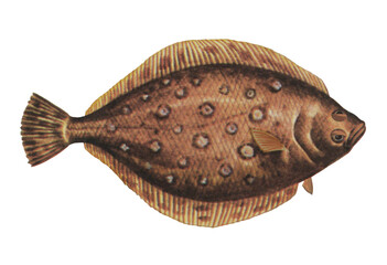 カレイのイラスト