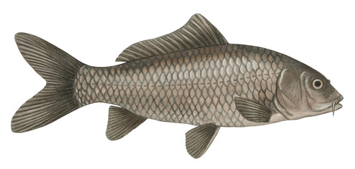 コイのイラスト