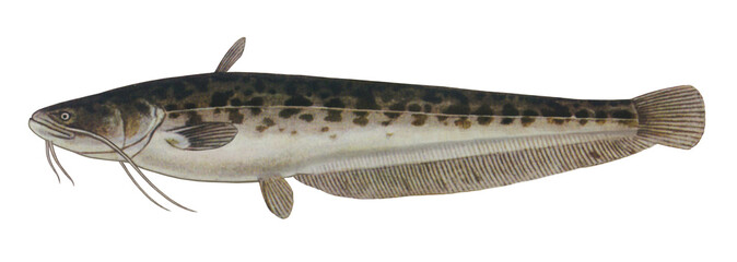 ナマズのイラスト