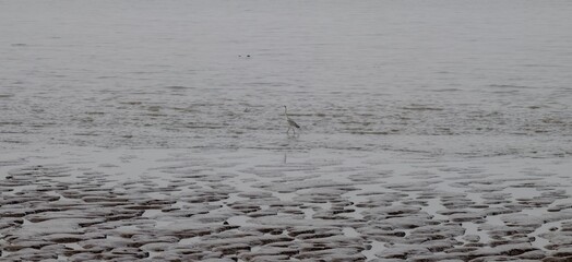 Grey Heron on Tidal Flat
