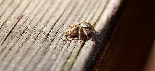 The tiny spider on the handrail
